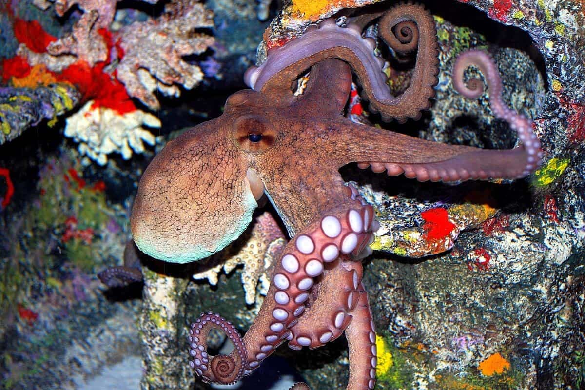 octopus in north carolina aqaurium