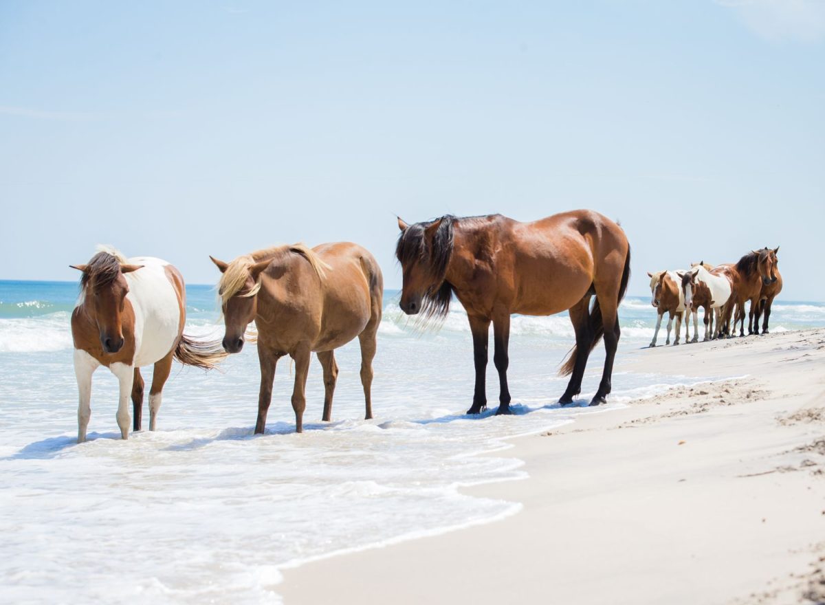 Wild Horses on Shackleford Banks