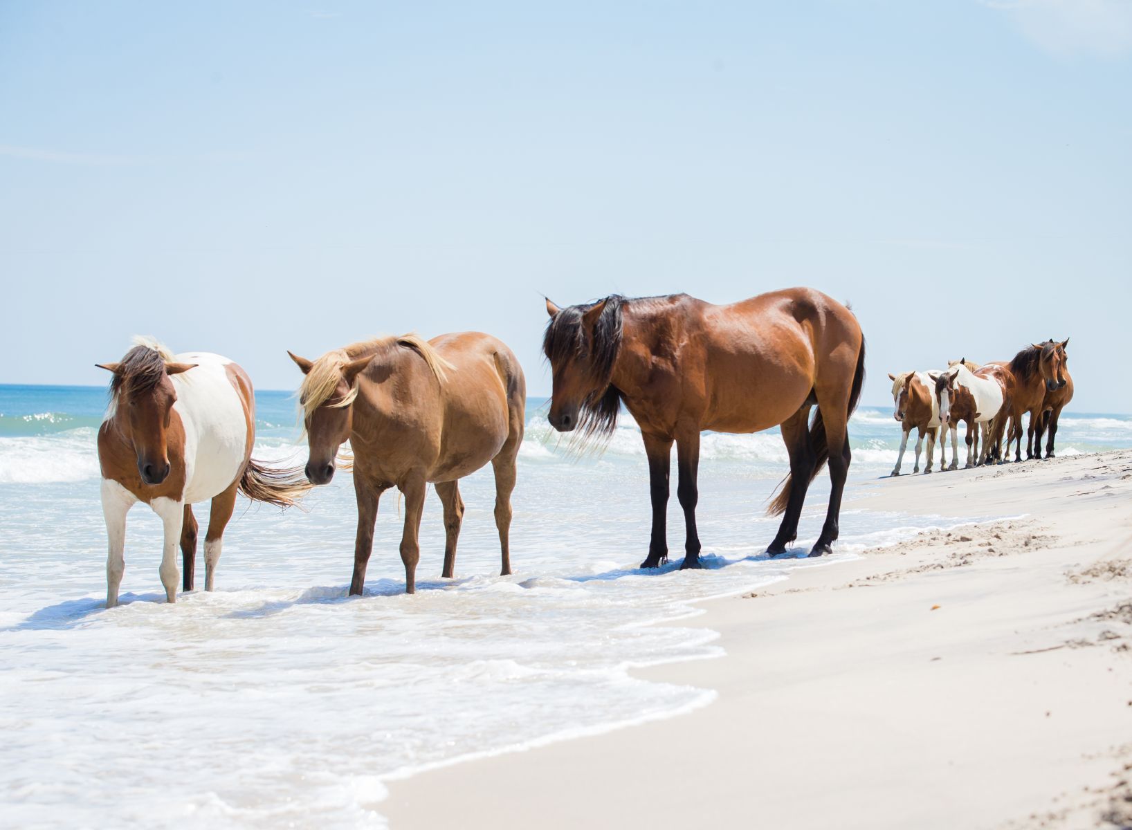 Wild Horses on Shackleford Banks